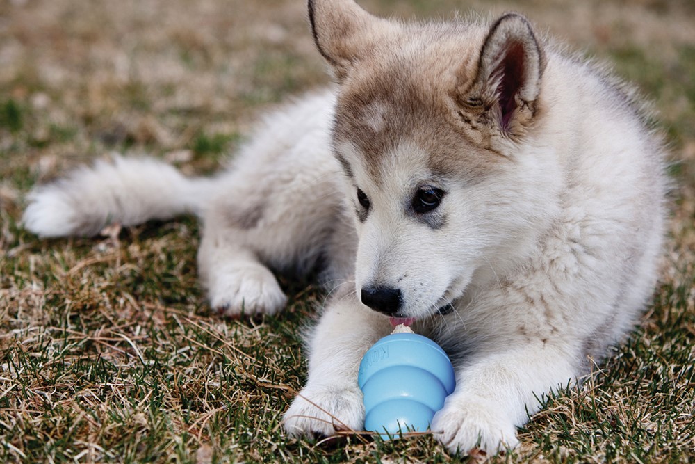 jouet pour chiot