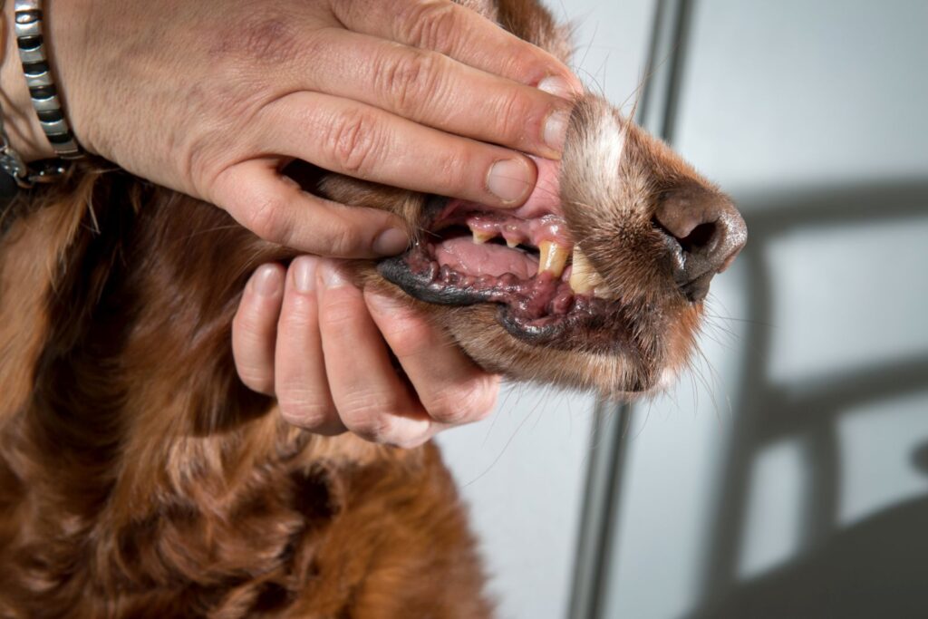 maître montrant les dents de son chien anémique