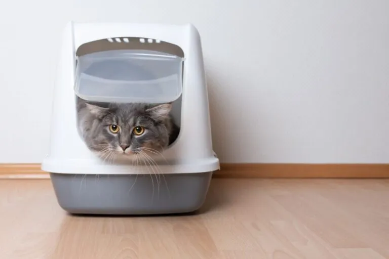 chat et flatulences flatulences chez le chat