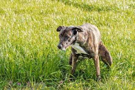 occlusion intestinale chien