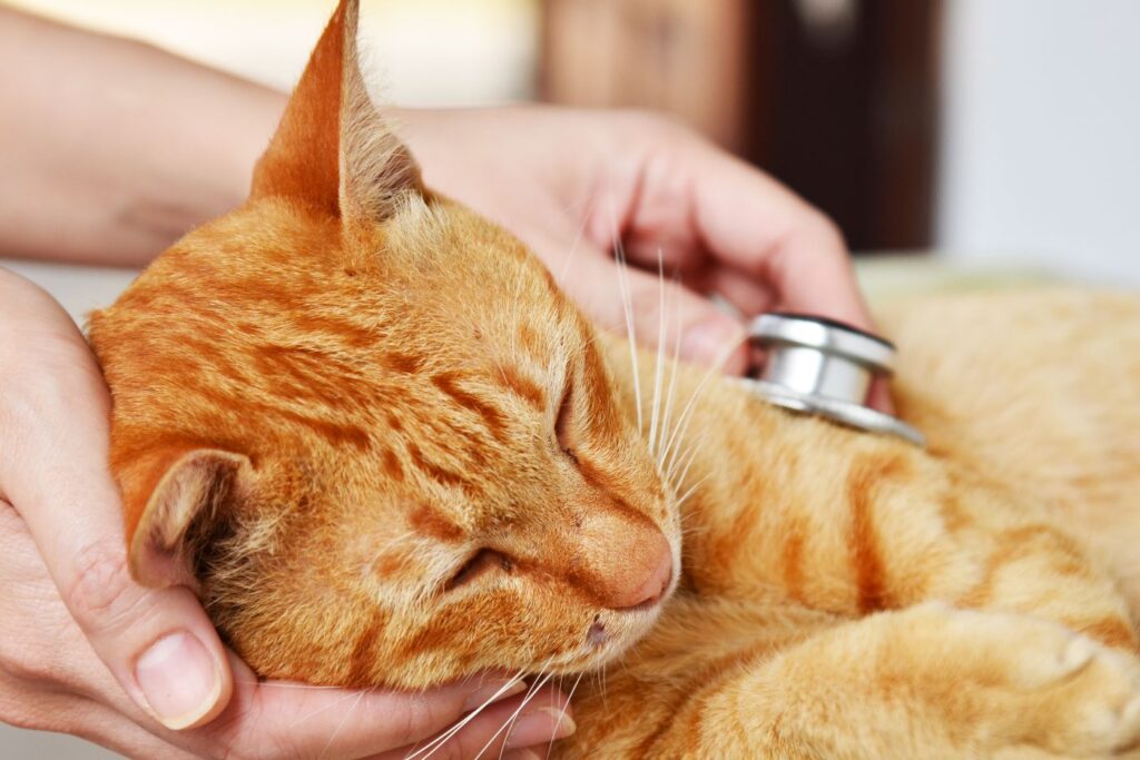 L’occlusion intestinale chez le chat que faire ? Magazine zooplus