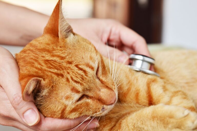 vétérinaire examinant un chat souffrant d'occlusion intestinale