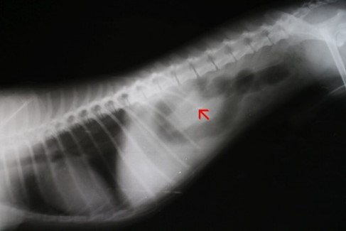 occlusions intestinales chiens