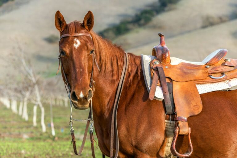 american quarter horse