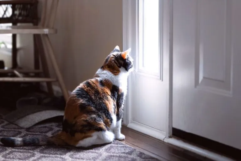 chat et vacances depart en vacances chat