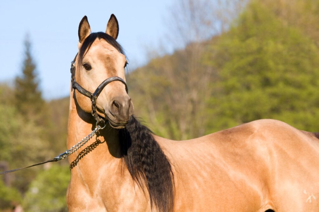 American quarter horse cheval