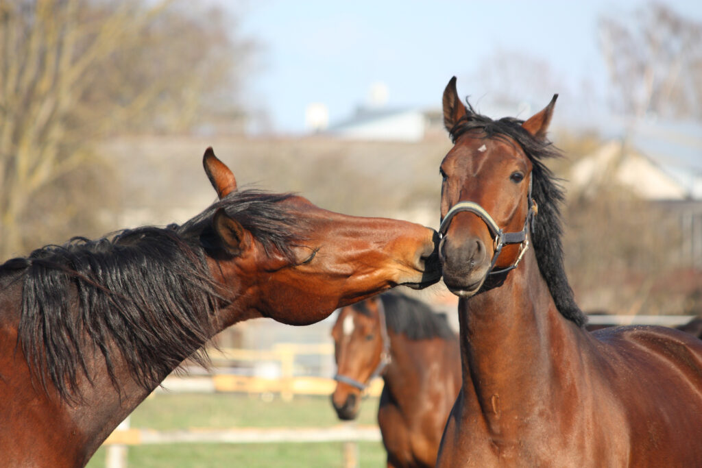 chevaux et communication