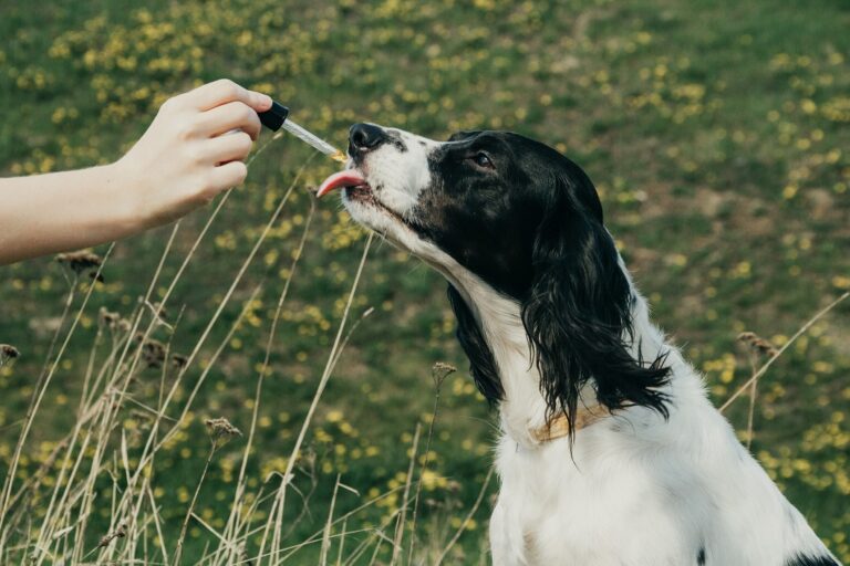 Fleur de bach pour chien