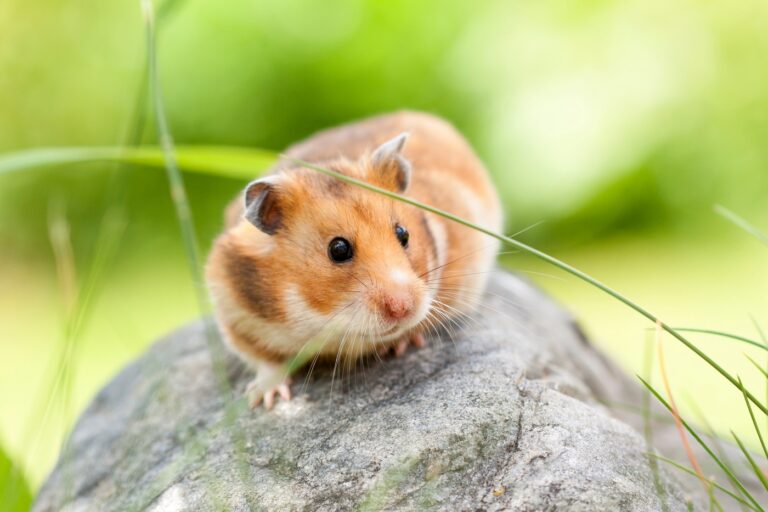 hamster doré