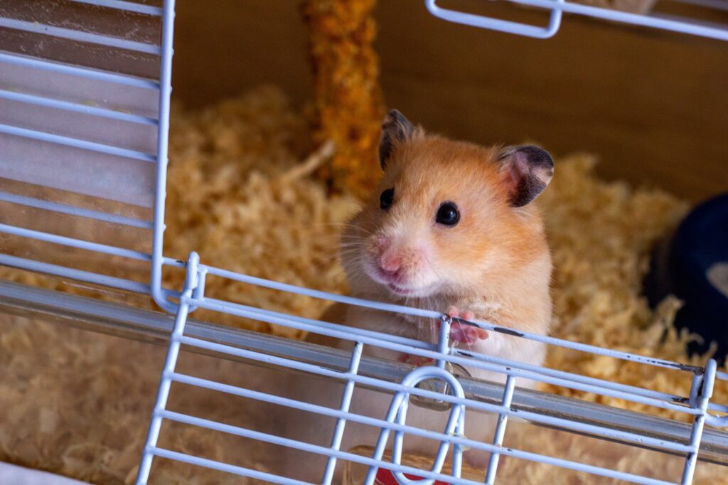cage hamster