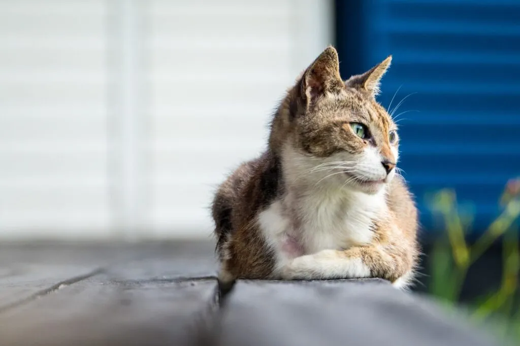 chat et maladie risques hyperthyroidie chez le chat
