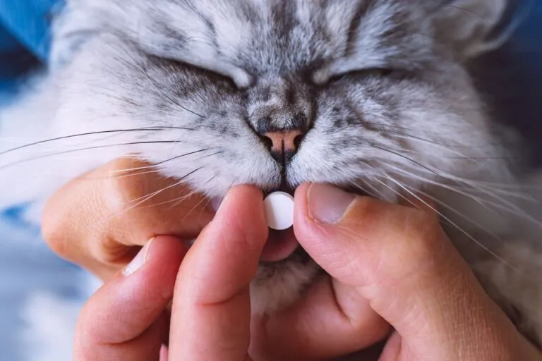chat et médicament hyperthyroidie chez le chat