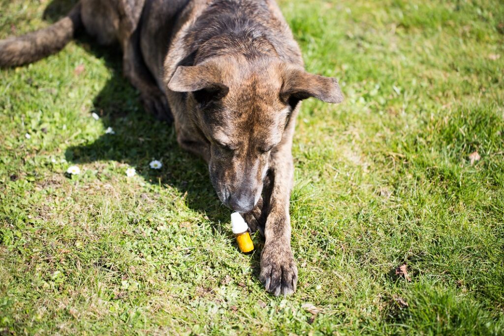 fleurs de bach chiens