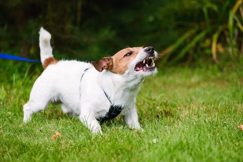 comportement chien alpha