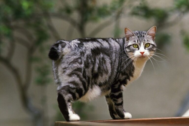 Bobtail japonais