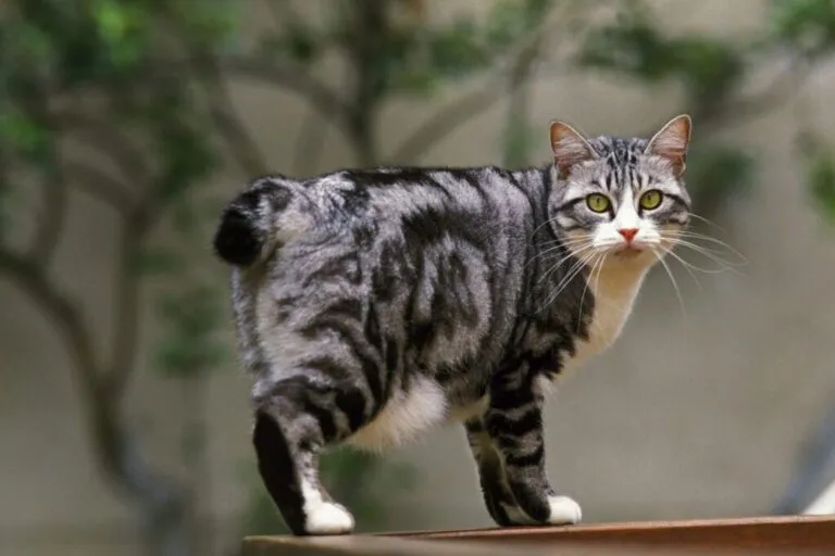 Japanese Bobtail Bobtail japonais
