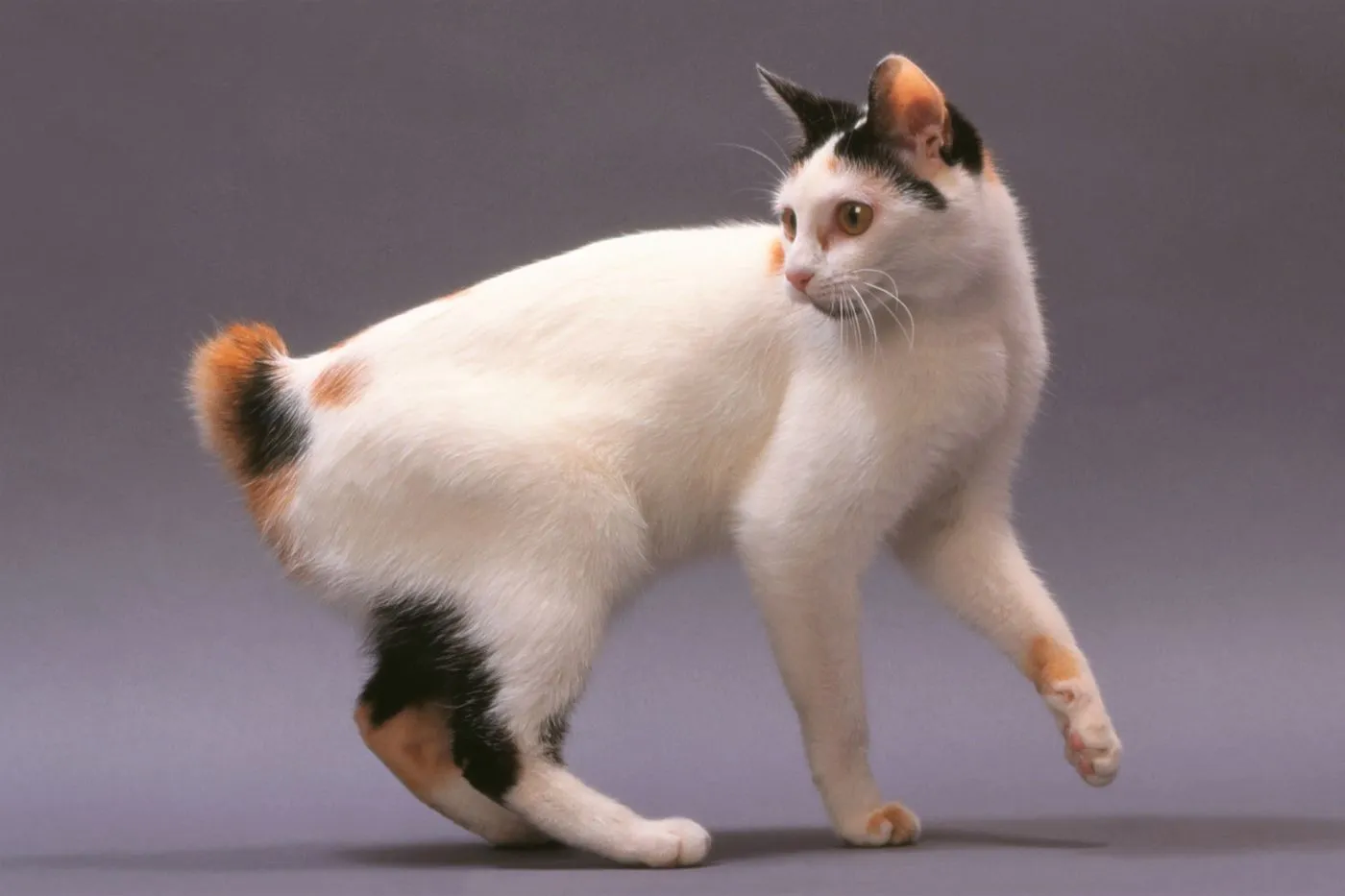 Bobtail Japonais bobtail japonais chat de race