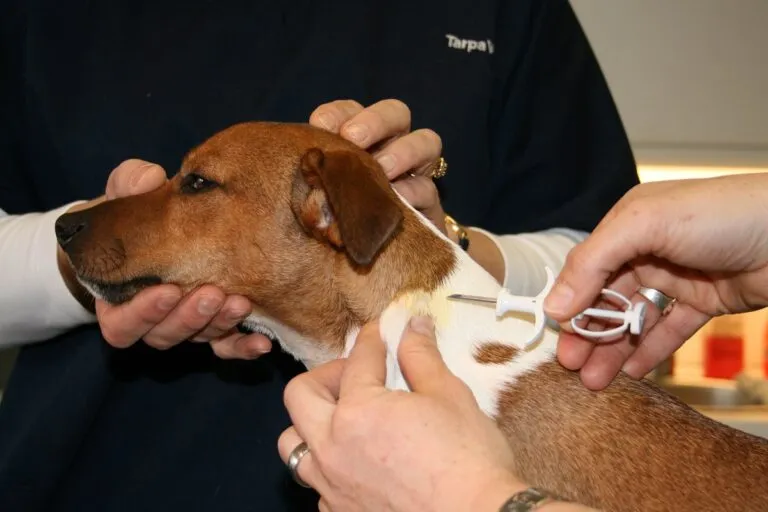 castration chimique