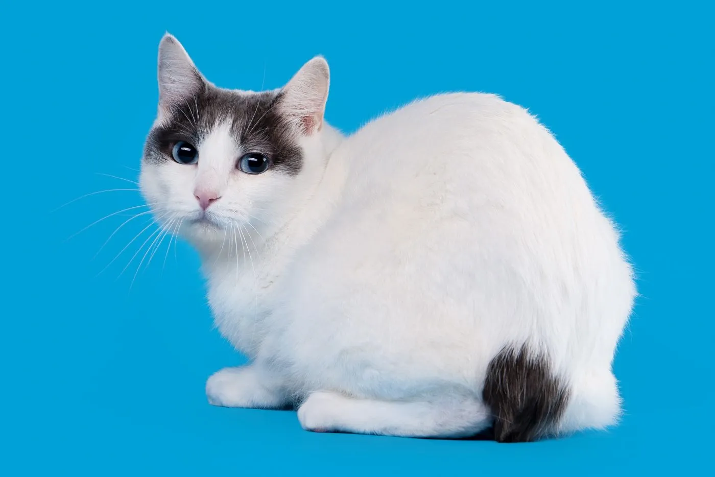 bobail japonais bicolore prix bobtail japonais