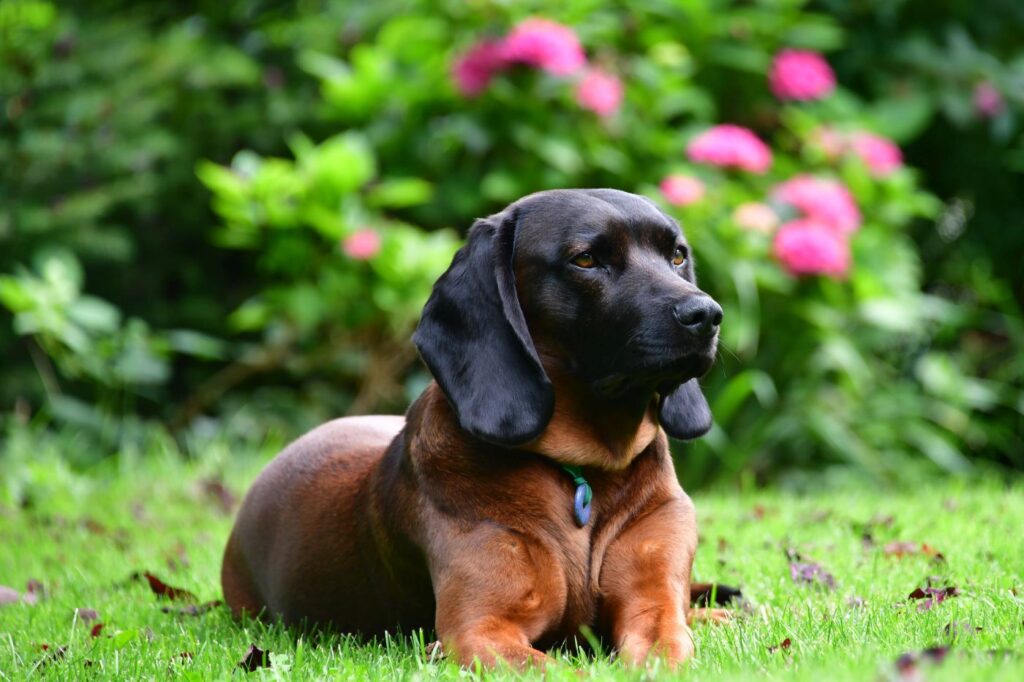 Apparence chiens rouges de baviere