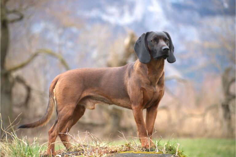 chien rouge de baviere