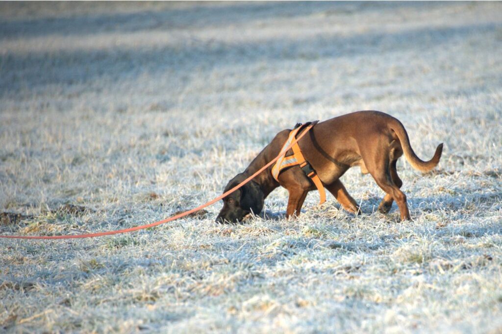 Chien de depisteur