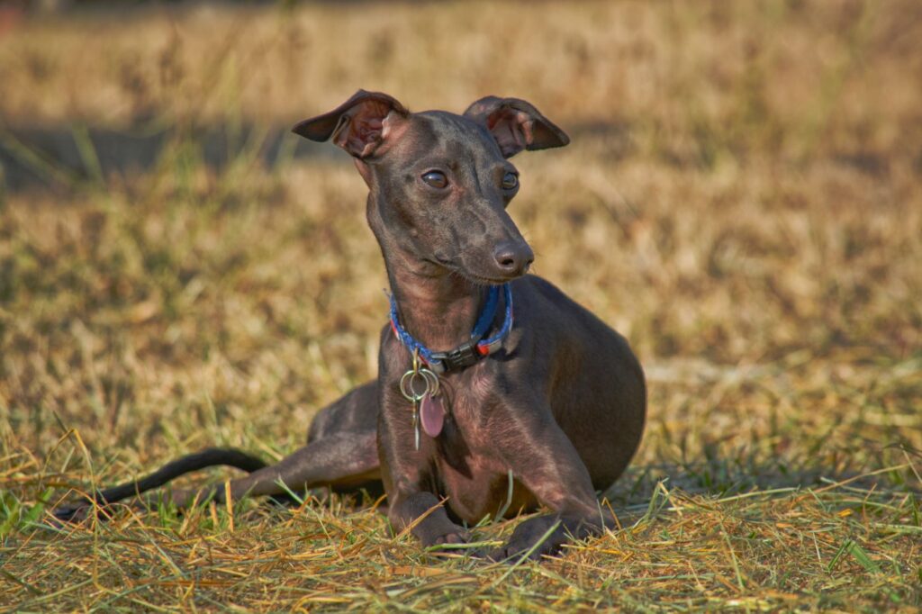 lévrier italien chiot