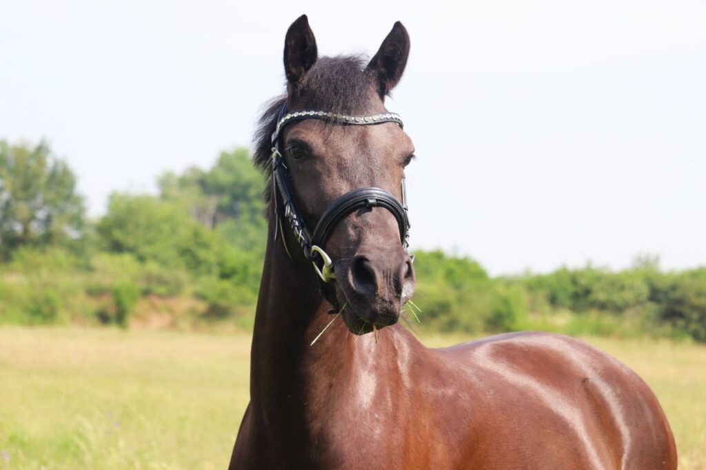 poney de selle allemand