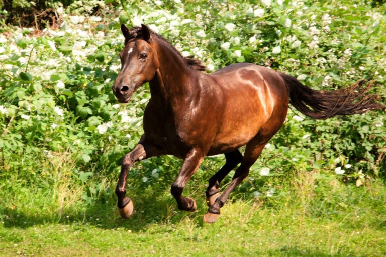 Quelles sont les différences entre un cheval et un poney ?