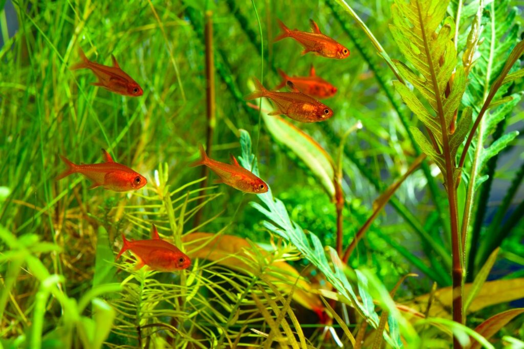 groupe de tétras amande dans aquarium