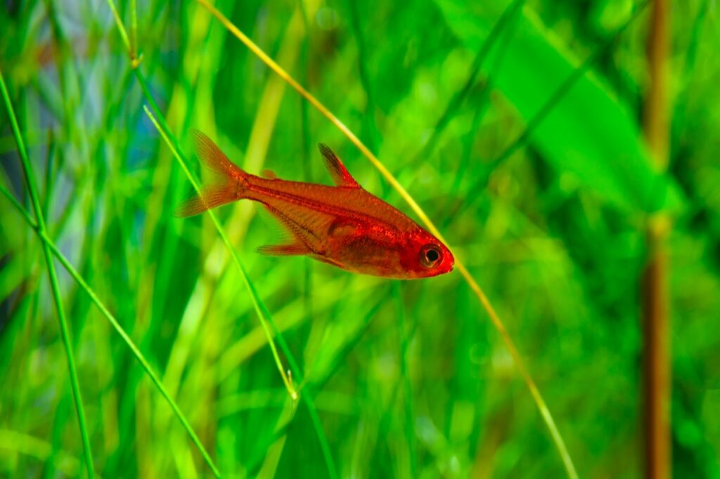 [ARTICLE] Quels poissons mettre dans un Nano-Aquarium  ? - Page 2 AdobeStock_229802917-1024x682