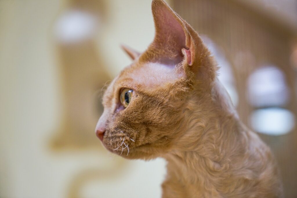 Chat de race german rex femelle Chat de race german rex femelle