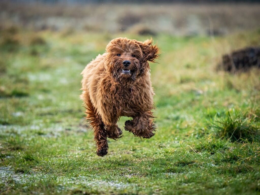 cockapoo sportif