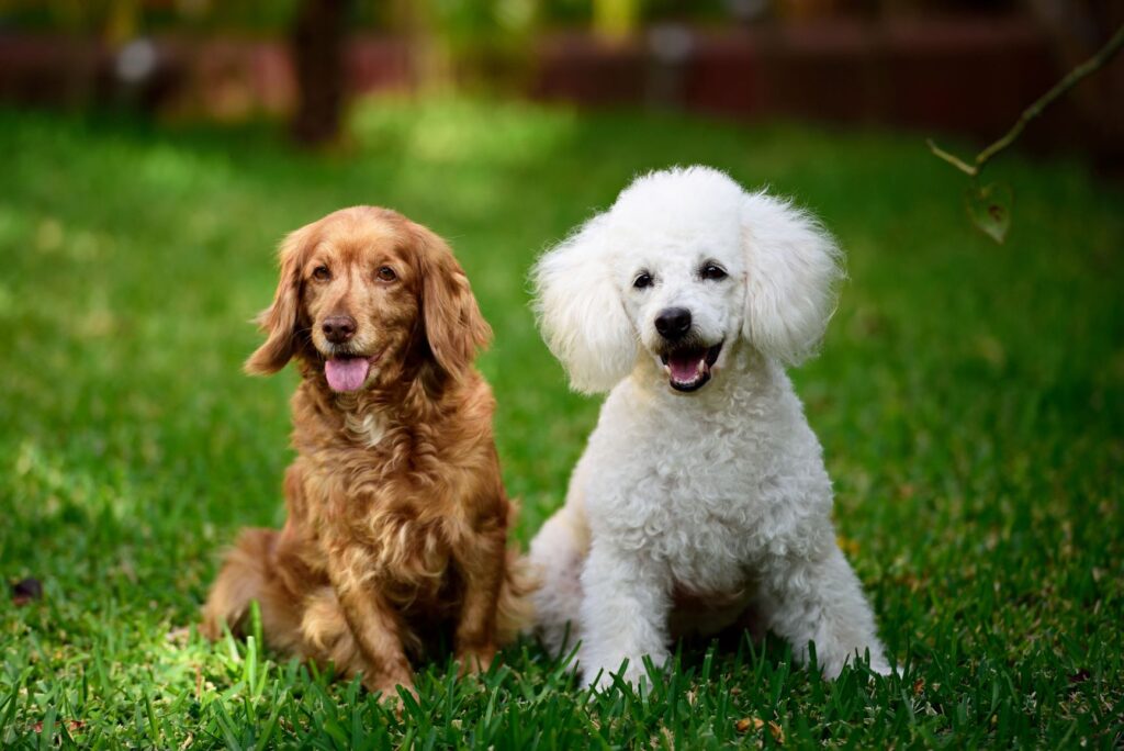 cocker anglais et caniche nain