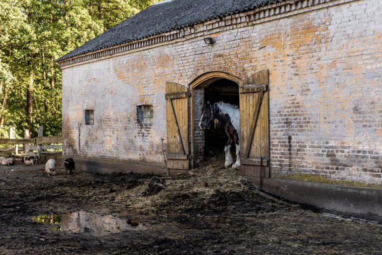 Cheval dans le fumier