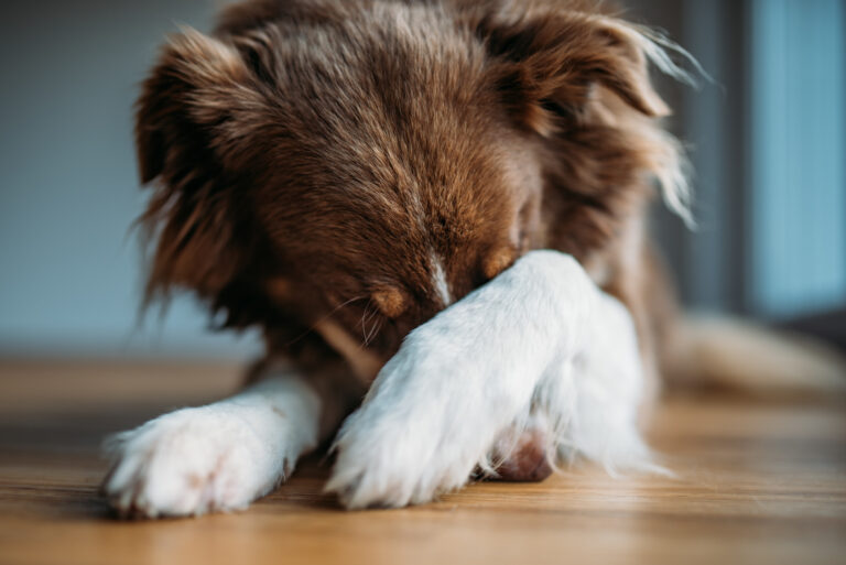 chien qui a peur des feux d'artifice