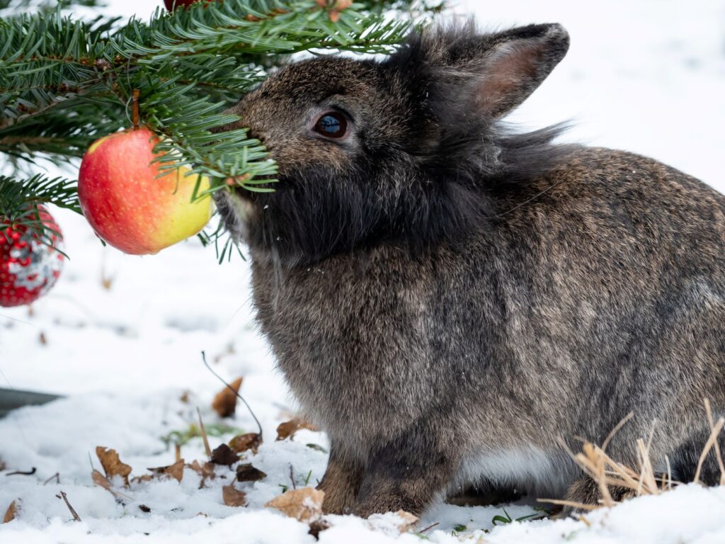 lapin devant sapin de noël