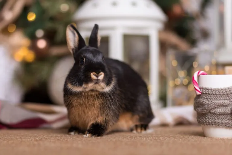 lapin à noel
