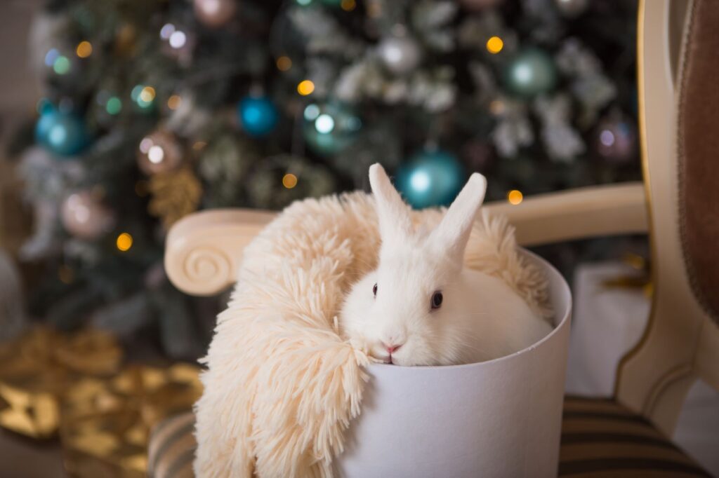 lapin avec son cadeau de noel