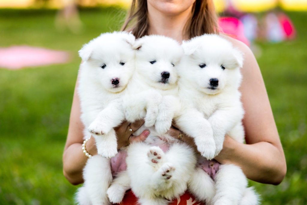 éleveur de chiots