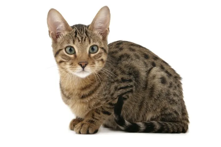 chaton serengeti chat serengeti