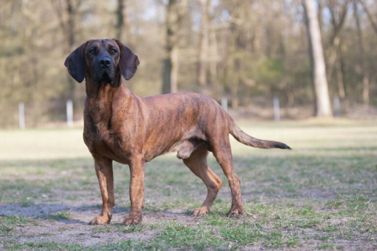 chien de recherche au sang de hanovre