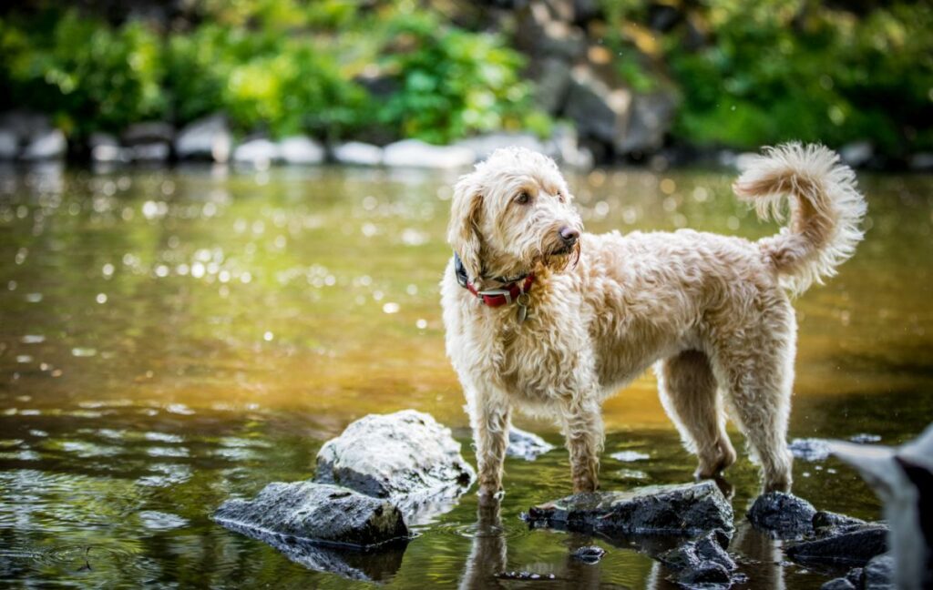 labradoodle dans l'eau