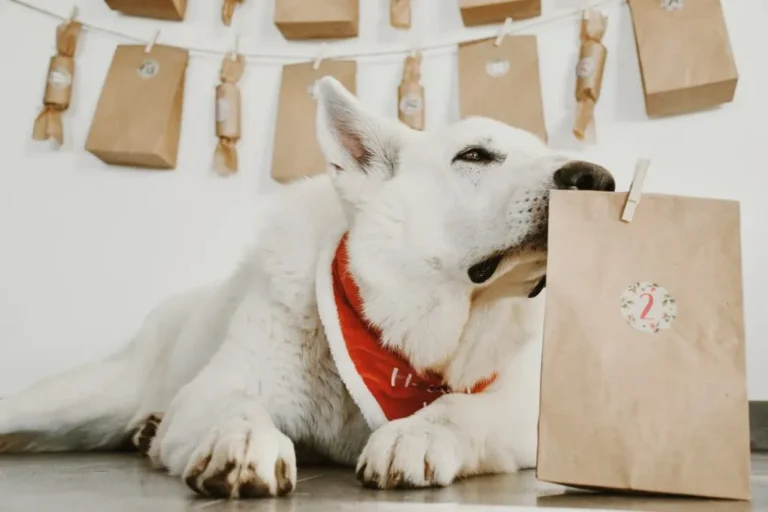 Un chien renifle un sachet de calendrier de l'avent