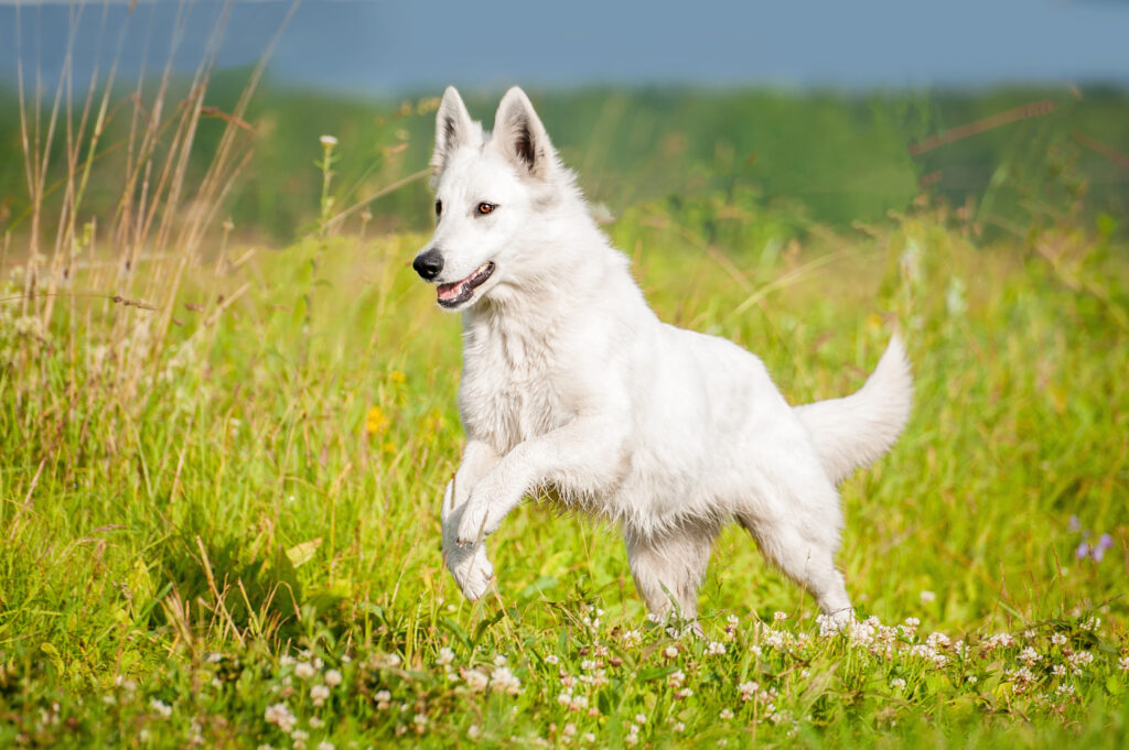 berger blanc suisse dans l’herbe berger blanc suisse dans l'herbe