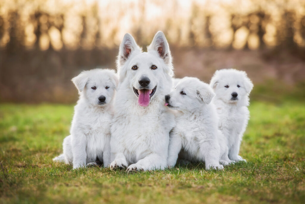 berger blanc suisse avec ses chiots