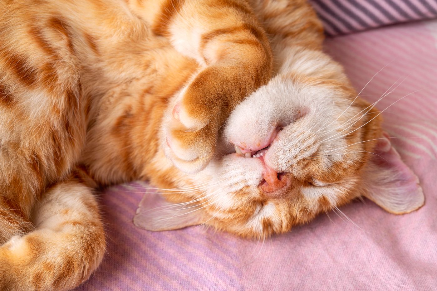 Chat qui ronfle que faire ? zooplus Magazine