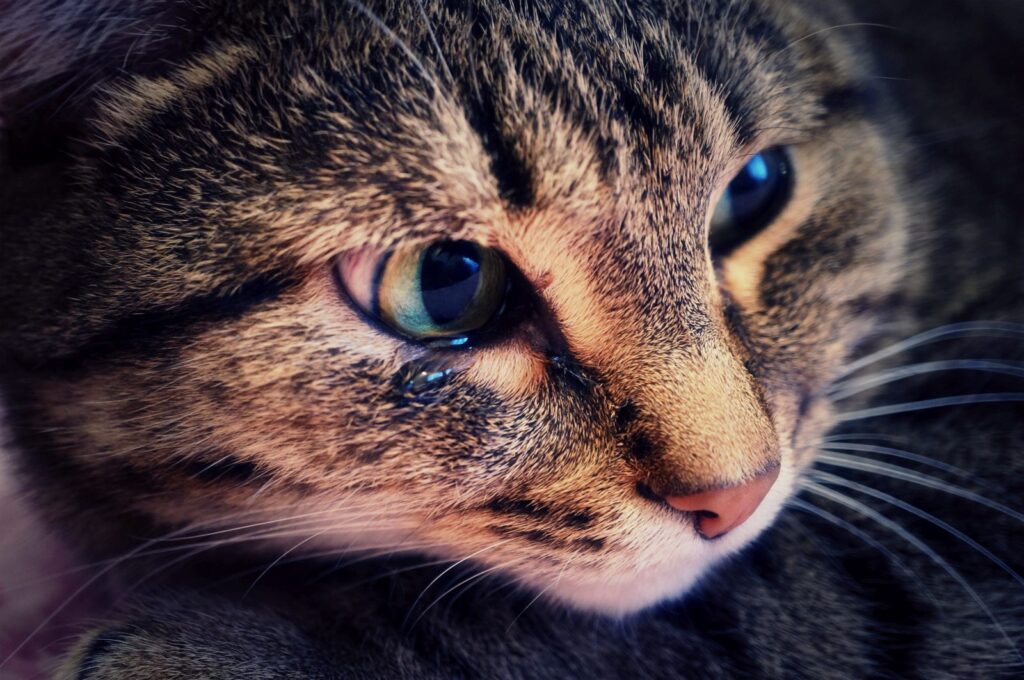 chat qui a les larmes aux yeux chat qui a les larmes aux yeux