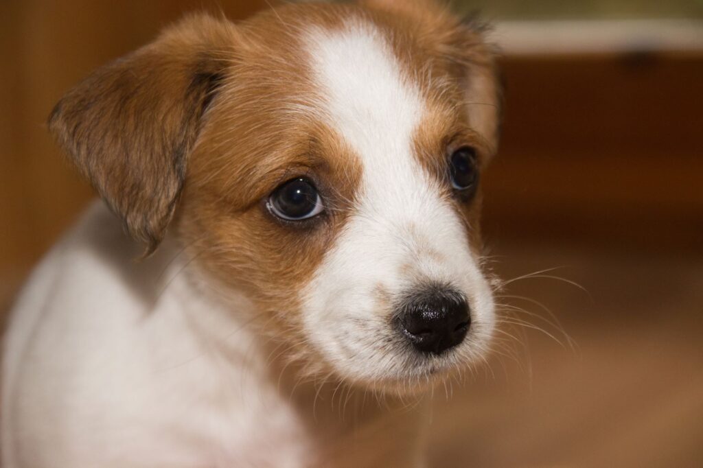 Kromfohrländer_chiot chiot Kromfohrländer