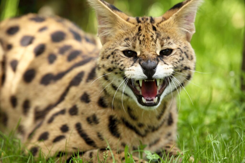 un serval qui crache